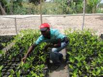 Gonaïves: suivi des arbres plantes